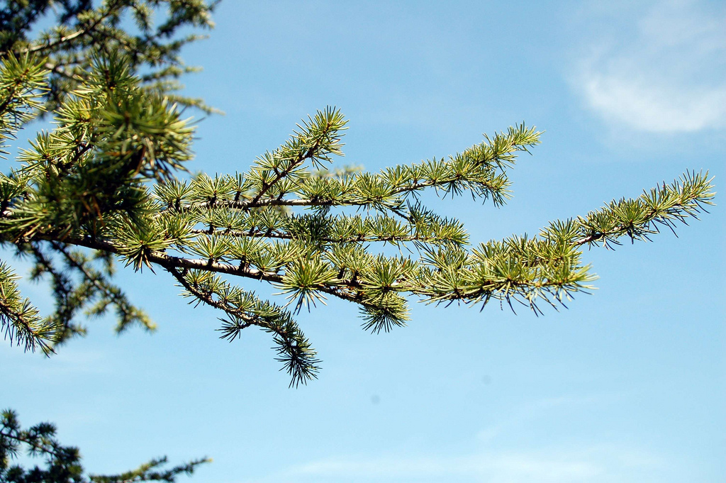 معرفی و راهنمای پرورش درختان زینتی - سدر لبنان